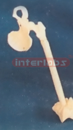 PELVIS PEN Exporter & Educational Laboratory Equipment Suppl