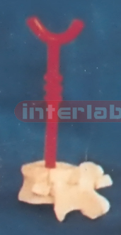 RED ARCUS AORTAE PEN B TYPE Exporter & Educational Laborator