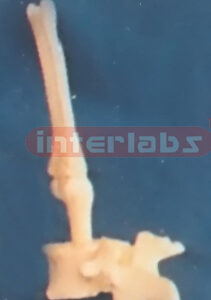 KNEE TUBE PEN Exporter & Educational Laboratory Equipment Su