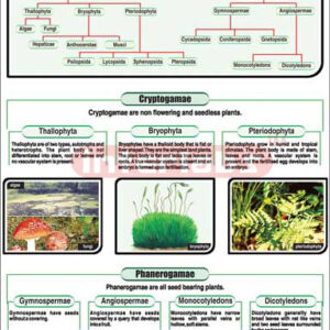 Plant Kingdom