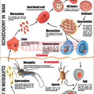 Malaria Parasite