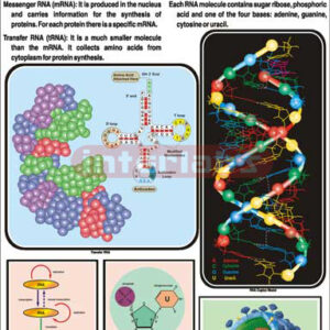 RNA