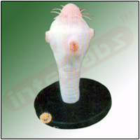 TAENIA SOLIUM SCOLEX Exporter & Educational Laboratory Equip