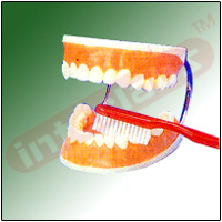 TOOTH CARE MODEL Exporter & Educational Laboratory Equipment