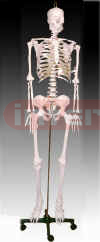 Life-size Skeleton 170cm Tall)