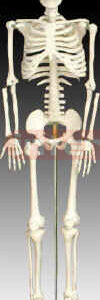 Medium skeleton 85cm tall