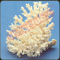 Brush Coral Exporter & Educational Laboratory Equipment Supp