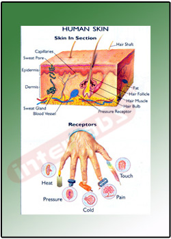 HUMAN SKIN Exporter & Educational Laboratory Equipment Suppl