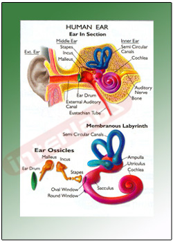 HUMAN EAR Exporter & Educational Laboratory Equipment Suppli