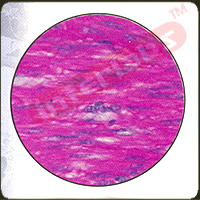 Human Smooth Muscle Uterus