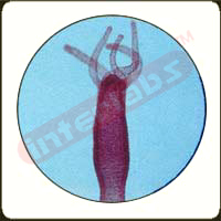 Hydra
