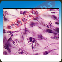 Penicillium w.m. Exporter & Educational Laboratory Equipment