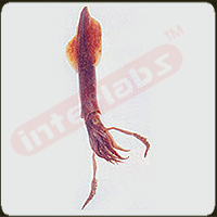 Squid Exporter & Educational Laboratory Equipment Supplier |