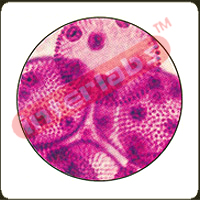 Volvox w.m. Exporter & Educational Laboratory Equipment Supp