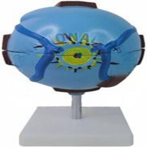 Artificial Model Eye | Interlabs